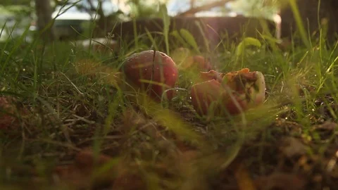 Red ripe apples are lying on the ground in the garden under a tree on the grass Stock Footage 111867066