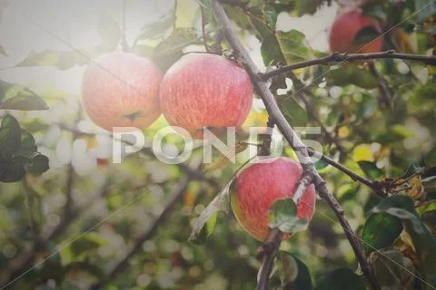 Red ripe apples branch closeup on a tree in garden Stock Photos
