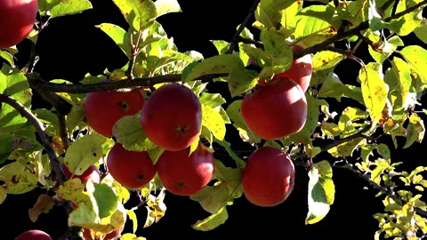 Red ripe apples on the branches Stock Footage 98796854