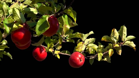 Red ripe apples on the branches Stock Footage 103553687