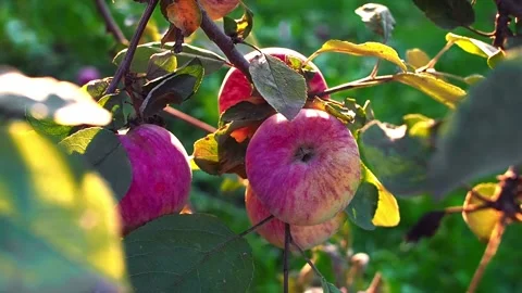 Red ripe apples on the branches of a tree in the bright rays of the sunset. 스톡 동영상 231148123
