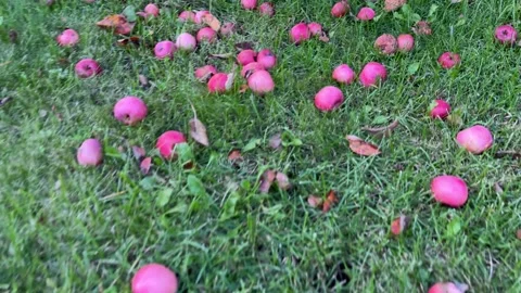 Red, ripe apples lying on the grass under an apple tree. Apples under a tre.. Stock Footage 318288618