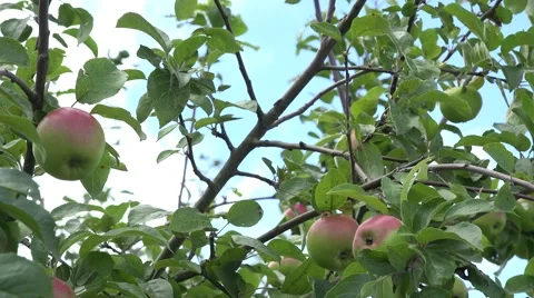 Red ripe apples move in wind on fruit tree branches. 4K Stock Footage 57140779