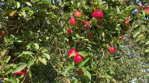 Red ripe apples on old apple tree in the wind Stock Footage 139766805