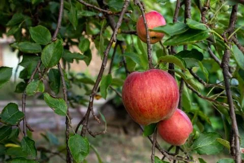 Red ripe apples on a tree Foto stock