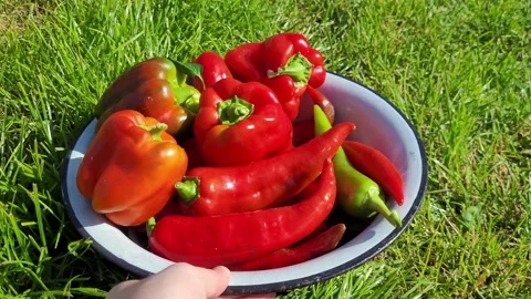Red ripe bell peppers Stock Footage 318364106