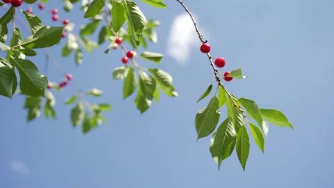 Red ripe berries of a cherry on a branch. In the background, the sky with clouds Vidéo 134697697
