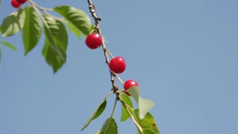 Red ripe berries of a cherry on a branch. In the background, the sky with clouds Vidéo 134698021