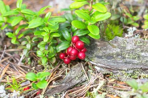 Red ripe bilberry Stock Photos