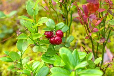 Red ripe bilberry Stock Photos
