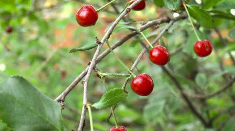 Red ripe cherries on a branch Stock Footage 68349211