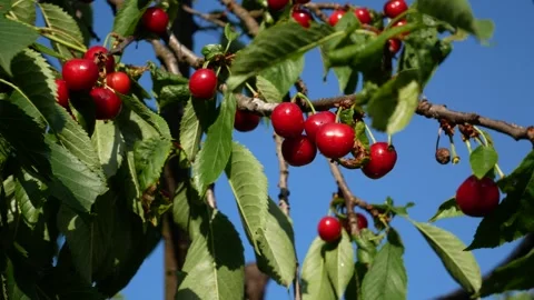 Red ripe cherries on the branches of the tree. Cultivation and collection of Stock Footage 310951076