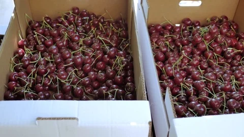Red ripe cherries in cardboard boxes Stock Footage 76989770