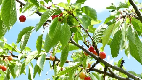 Red ripe cherries on cherry tree with clouds in background, UHD Stock-Footage 75735827