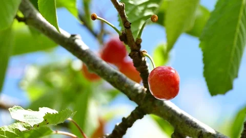Red ripe cherries on cherry tree with clouds in background. Close up, UHD Stock-Footage 75737384