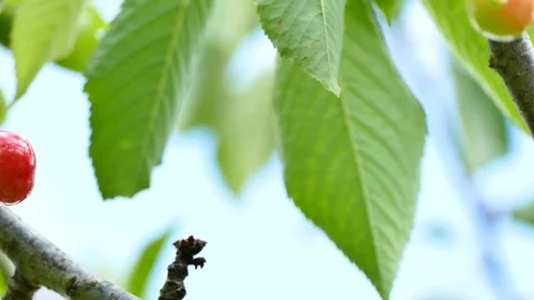 Red ripe cherries on cherry tree with clouds in background. Close up, pan left Stock Footage 75738066
