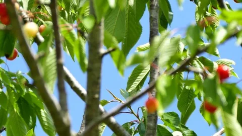 Red ripe cherries on cherry tree with clouds in background. Pan left, UHD Stock Footage 75739382