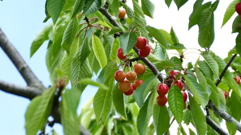 Red ripe cherries on cherry tree with clouds in background and wind sapling, UHD Video stock 75740870