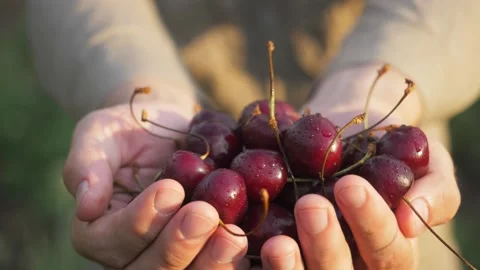 Red ripe cherries in hands. organic cherry harvest, fruit farming, fresh fruits Stock Footage 161565879