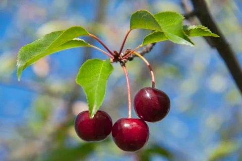 Red ripe cherries. Stock Photos