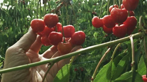 Red ripe cherries on a tree Stock Footage 51102178