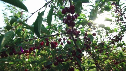 Red ripe cherries on trees in summer. Cherry harvest in summer Stock-Footage 174435858