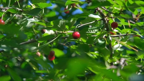 Red ripe cherry on a branch. Cherry on a branch. Ripe cherry on a branch. Stock Footage 307315249