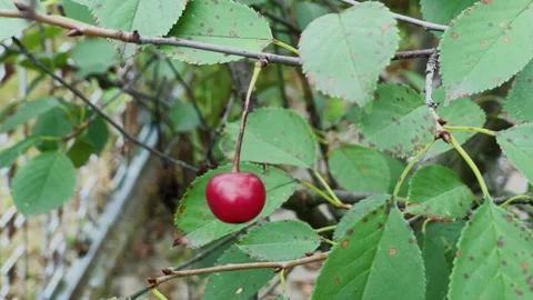 Red ripe cherry on a branch, close-up Stock Footage 306163998