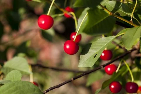 Red ripe cherry on the branches of a cherry fruit tree Stock Photos