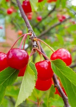 Red ripe cherry fruit on a tree branch with green leafs Stock Photos