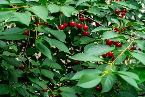 Red ripe cherry growing on a tree Stock Photos
