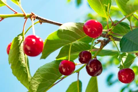 Red ripe cherry hanging on a branch with green leaves against a blue sky back Stock Photos