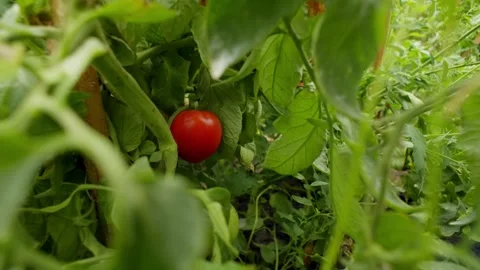 A red ripe cherry tomato hidden among green leaves. Stock Footage 256138249