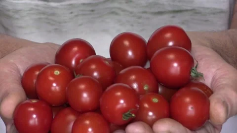 Red ripe cherry tomatoes in hands, closeup. Stock Footage 160101661