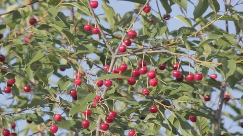 Red ripe cherry on tree in garden, flat color profile Stock Footage 77508088