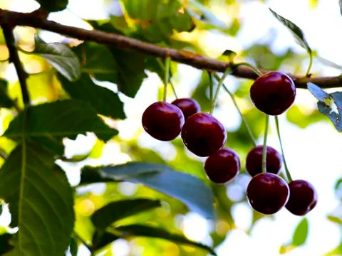 Red, ripe cherry on a tree Stockfoto's