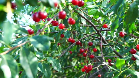 Red ripe cherry on tree in summer time Stock Footage 136321616