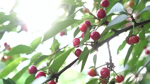 Red ripe cherry on tree in summer time. Stock Footage 144183699