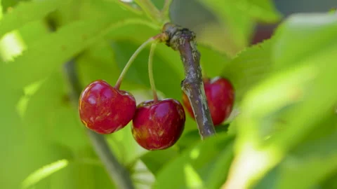 Red ripe cherry on tree in summer time, slow motion Stock Footage 198725648
