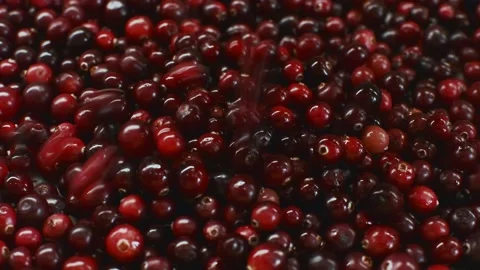 Red ripe cranberries falling on table. Raw natural organic food Stock Footage 219750980