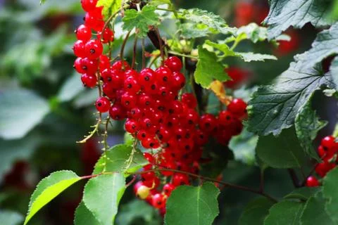 Red ripe currant macro background texture Foto stock