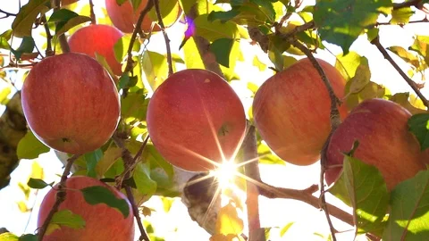 Red ripe delicious apples on the tree. Fuji apple variety. Stock Footage 97729252