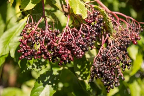 Red ripe elderberry on a tree Stock Photos