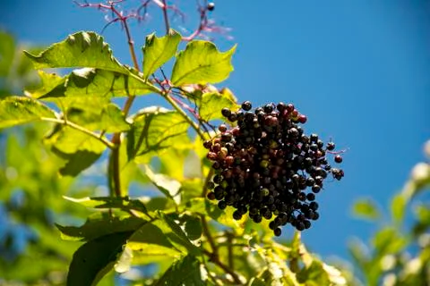 Red ripe elderberry on a tree Stock Photos