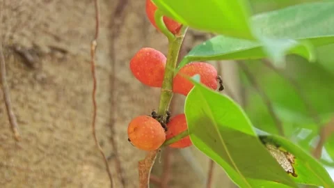 The red ripe fruit. the large banyan of fruit. Stock Footage 306995800