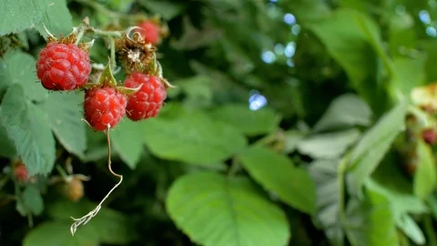 Red ripe juicy raspberry in the garden, a large sweet raspberry berry. 4k Stock Footage 111408404