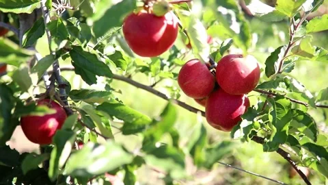 Red ripe organic apples on apple tree branch Stock Footage 316910465