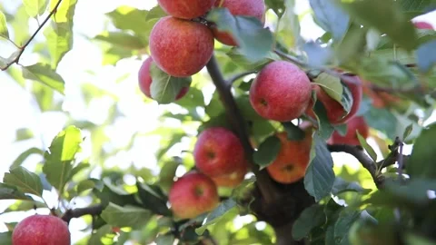 Red ripe organic apples on apple tree branch Stock Footage 316910520