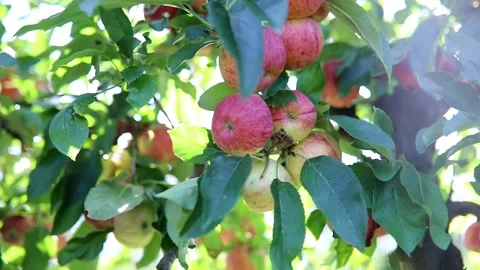 Red ripe organic apples on apple tree branch Stock Footage 316910544