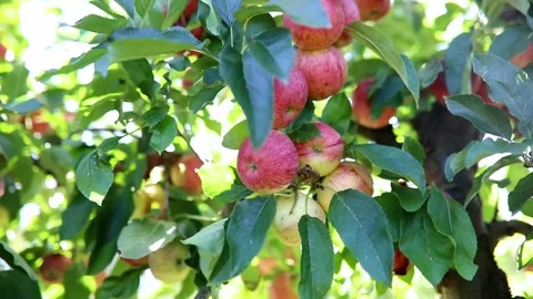 Red ripe organic apples on apple tree branch Stock Footage 316910545